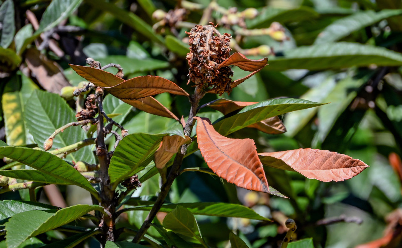 Image of Eriobotrya japonica specimen.
