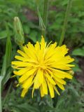 View full-size image Scorzonera hispanica