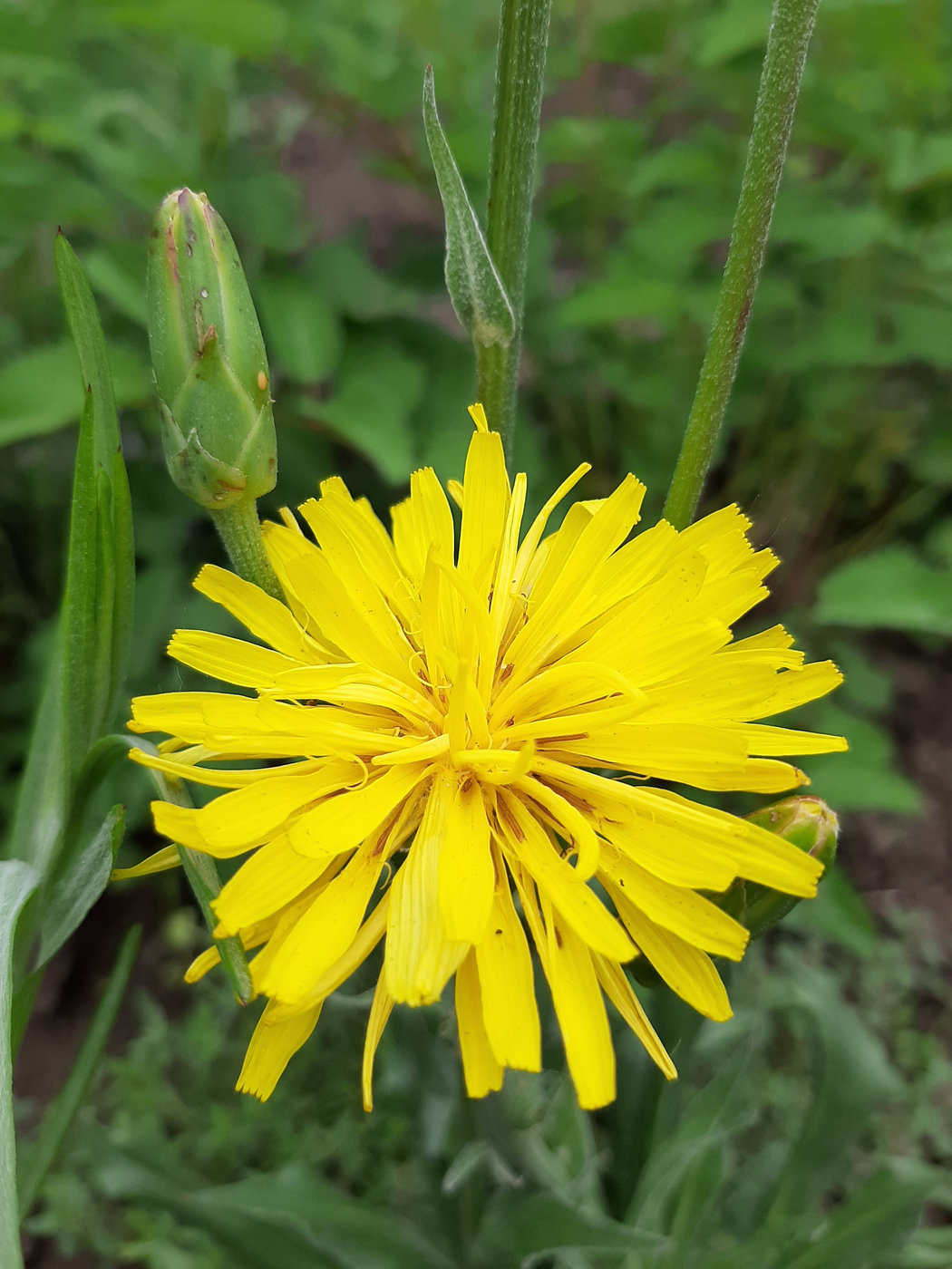 Image of Scorzonera hispanica specimen.