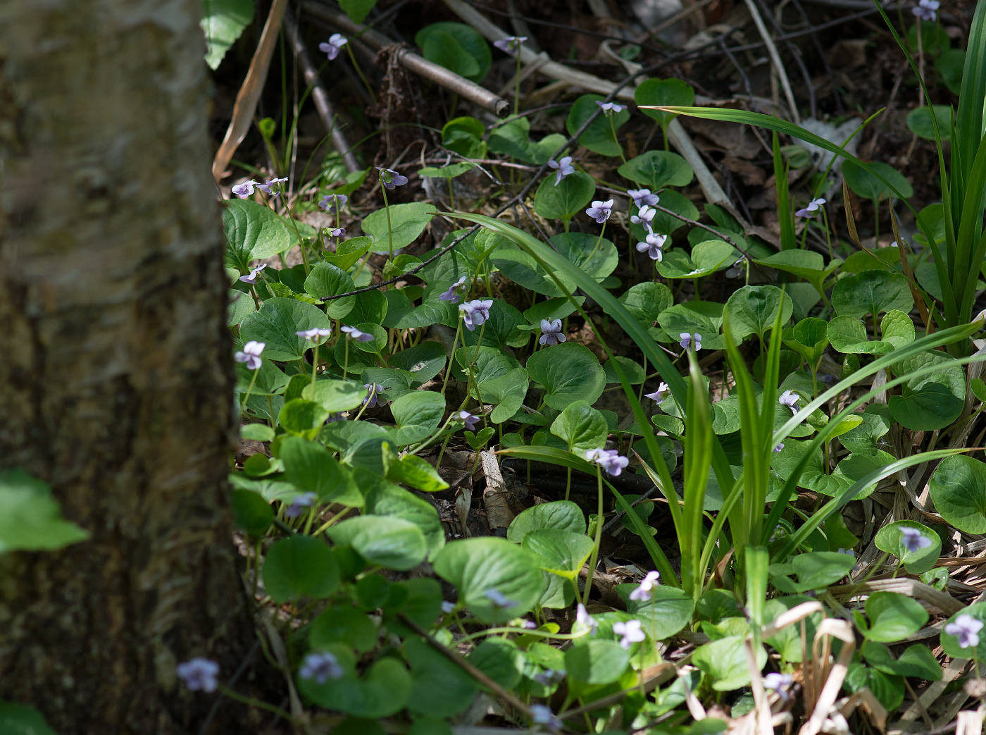 Image of Viola palustris specimen.