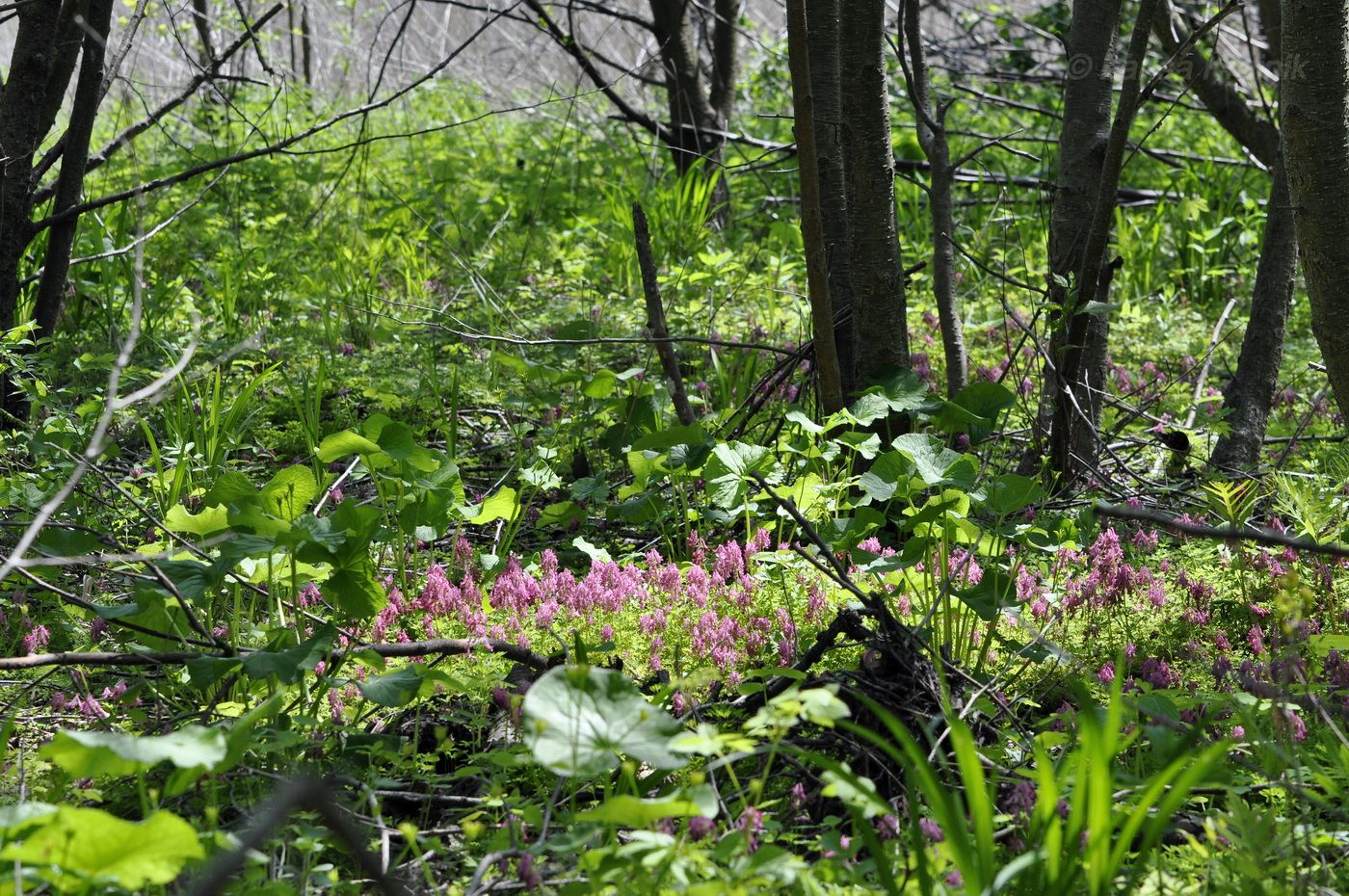 Изображение особи Corydalis buschii.