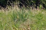 Iris ventricosa. Плодоносящее растение. Приморский край, Уссурийский гор. округ, окр. с. Монакино, луг на небольшой сопке. 31.05.2025.