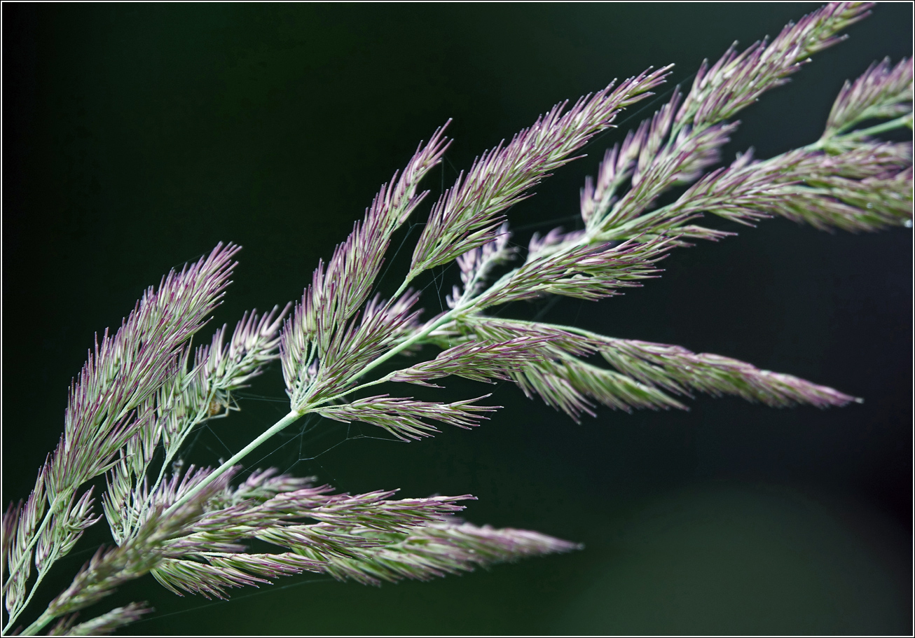 Image of Calamagrostis epigeios specimen.