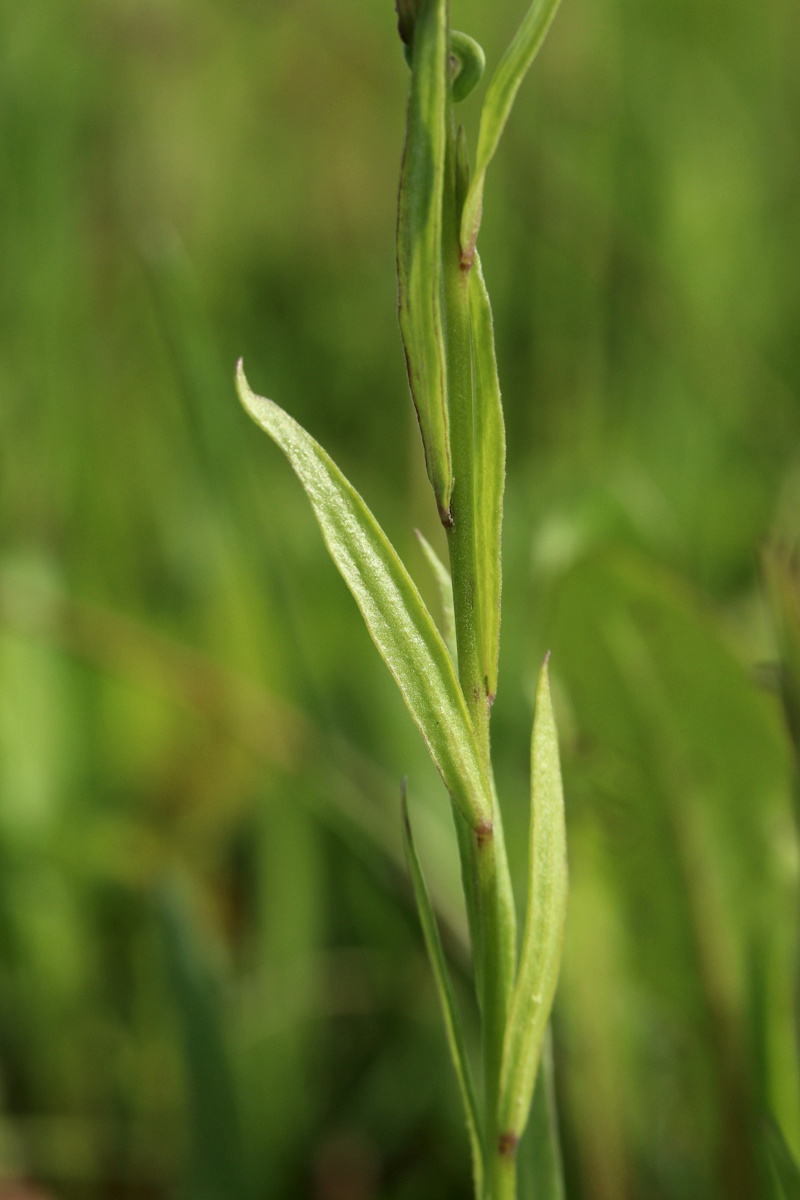 Image of Polygala comosa specimen.