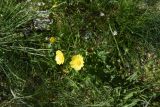 род Ranunculus