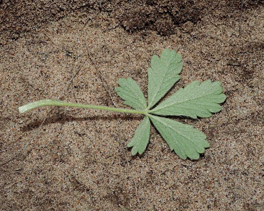 Image of Potentilla incana specimen.