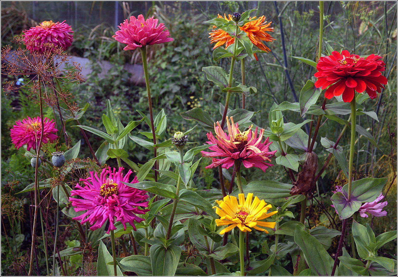Изображение особи Zinnia elegans.