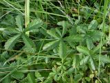 Potentilla reptans. Листья. Московская обл., г. Подольск, мкр-н Кузнечики, дол. р. Моча, у дороги. 19.09.2025.