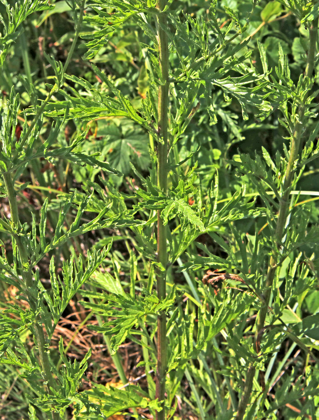 Image of Senecio erucifolius specimen.