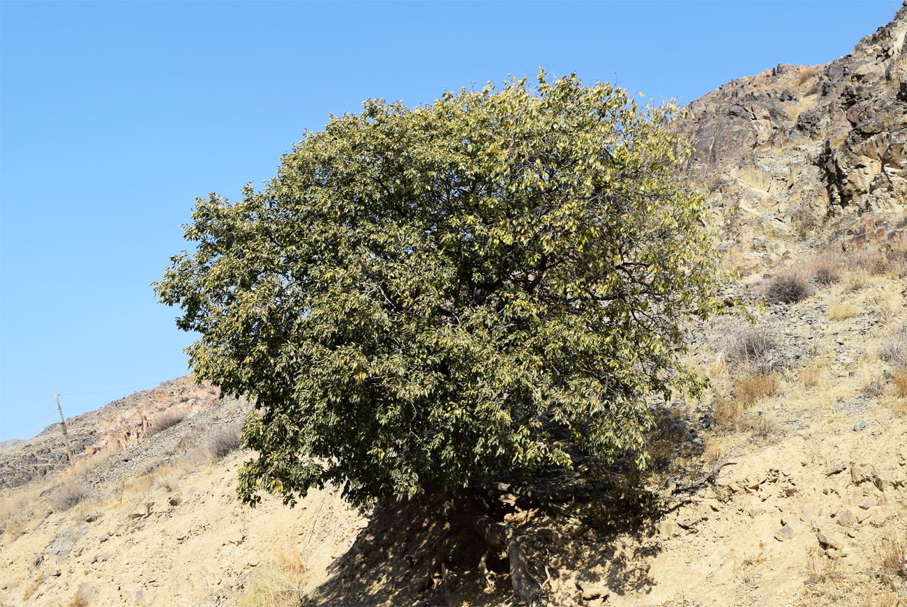 Изображение особи Celtis caucasica.