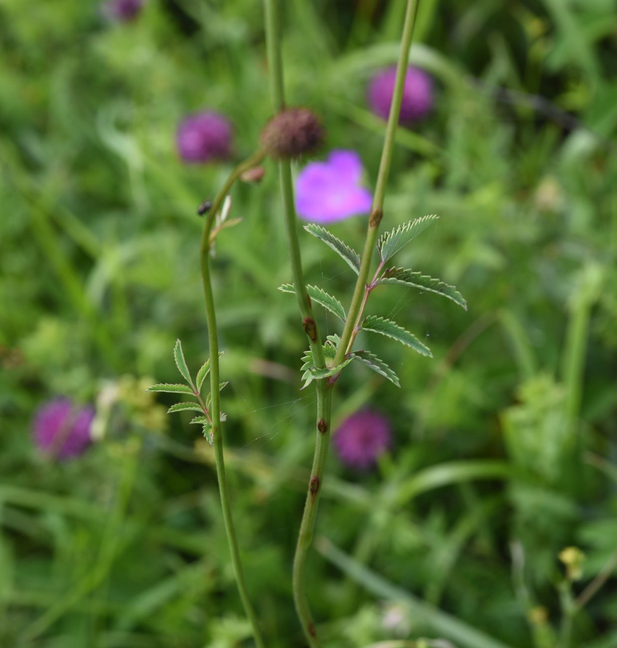Image of genus Sanguisorba specimen.