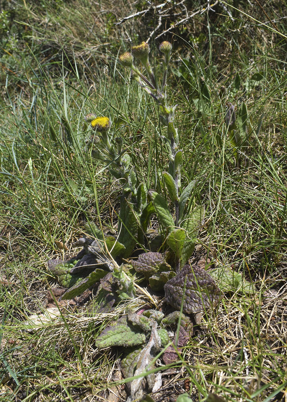 Изображение особи Pulicaria odora.