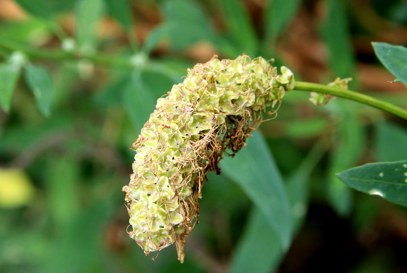 Image of Sanguisorba obtusa specimen.