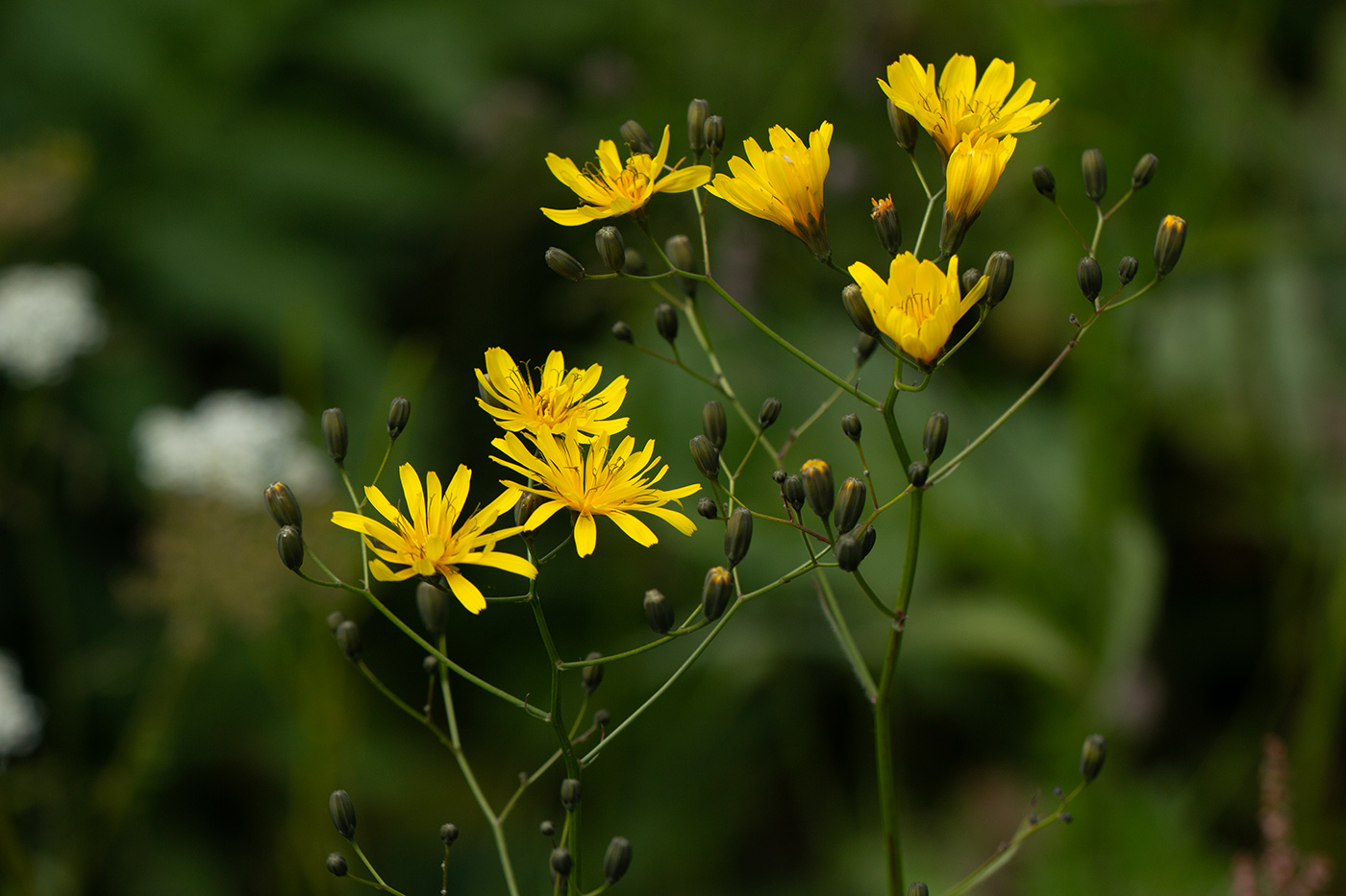 Image of Lapsana grandiflora specimen.