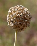 Изображение особи. Автор - Достон Турдиев