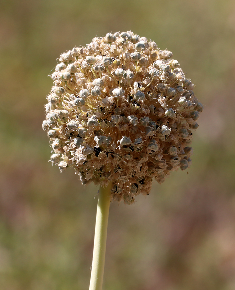 Изображение особи Allium praemixtum.