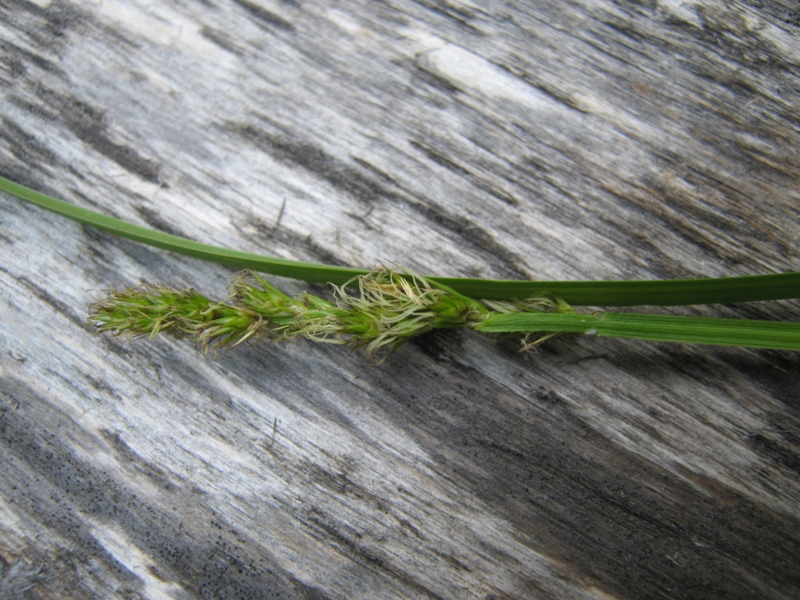 Image of Carex vulpina specimen.