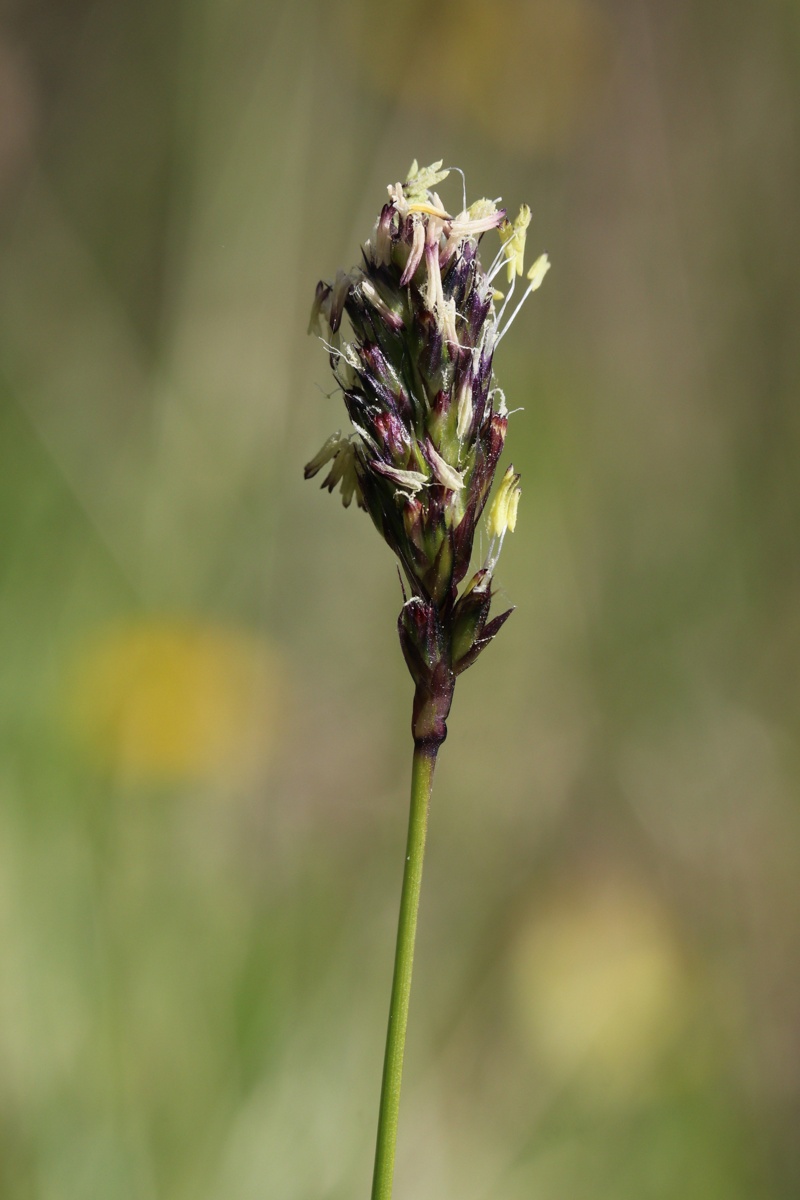 Изображение особи Sesleria caerulea.