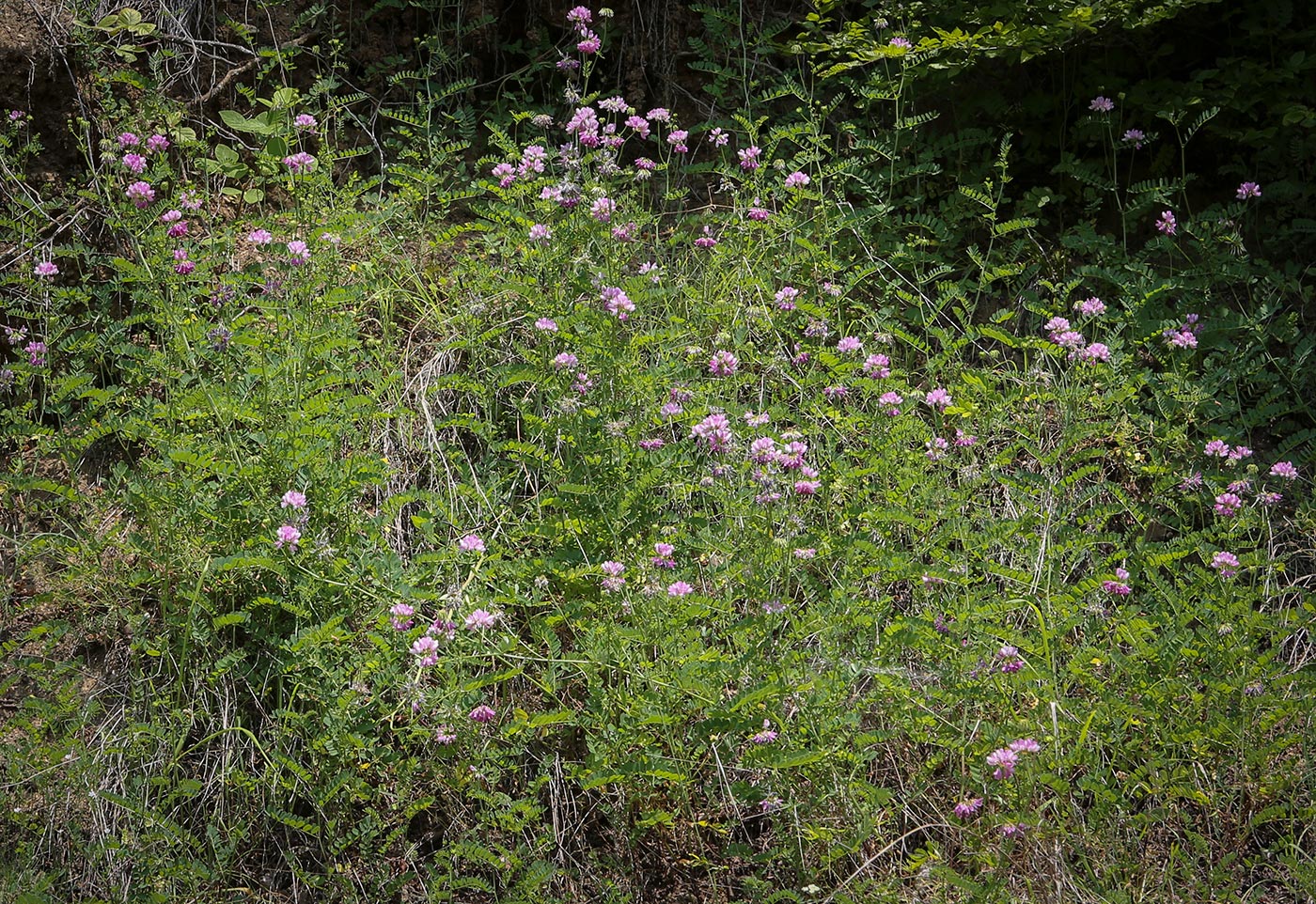 Image of Securigera varia specimen.