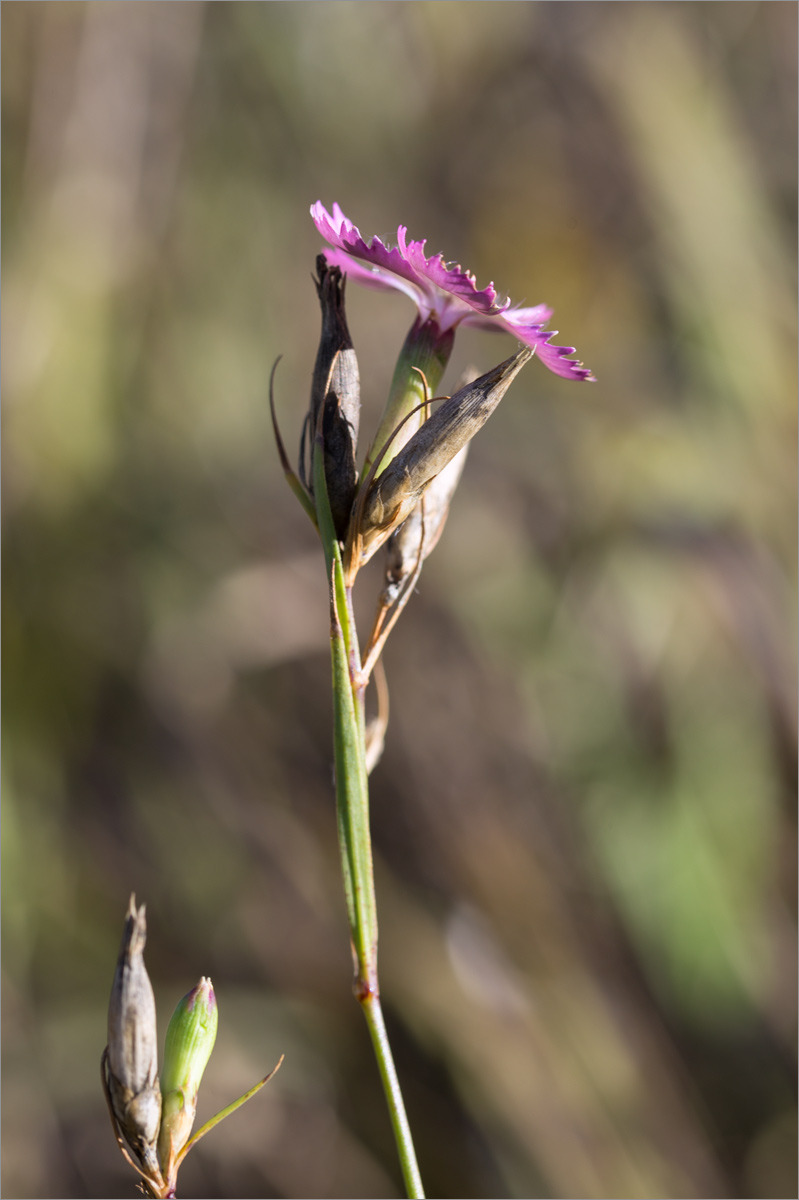 Image of genus Dianthus specimen.