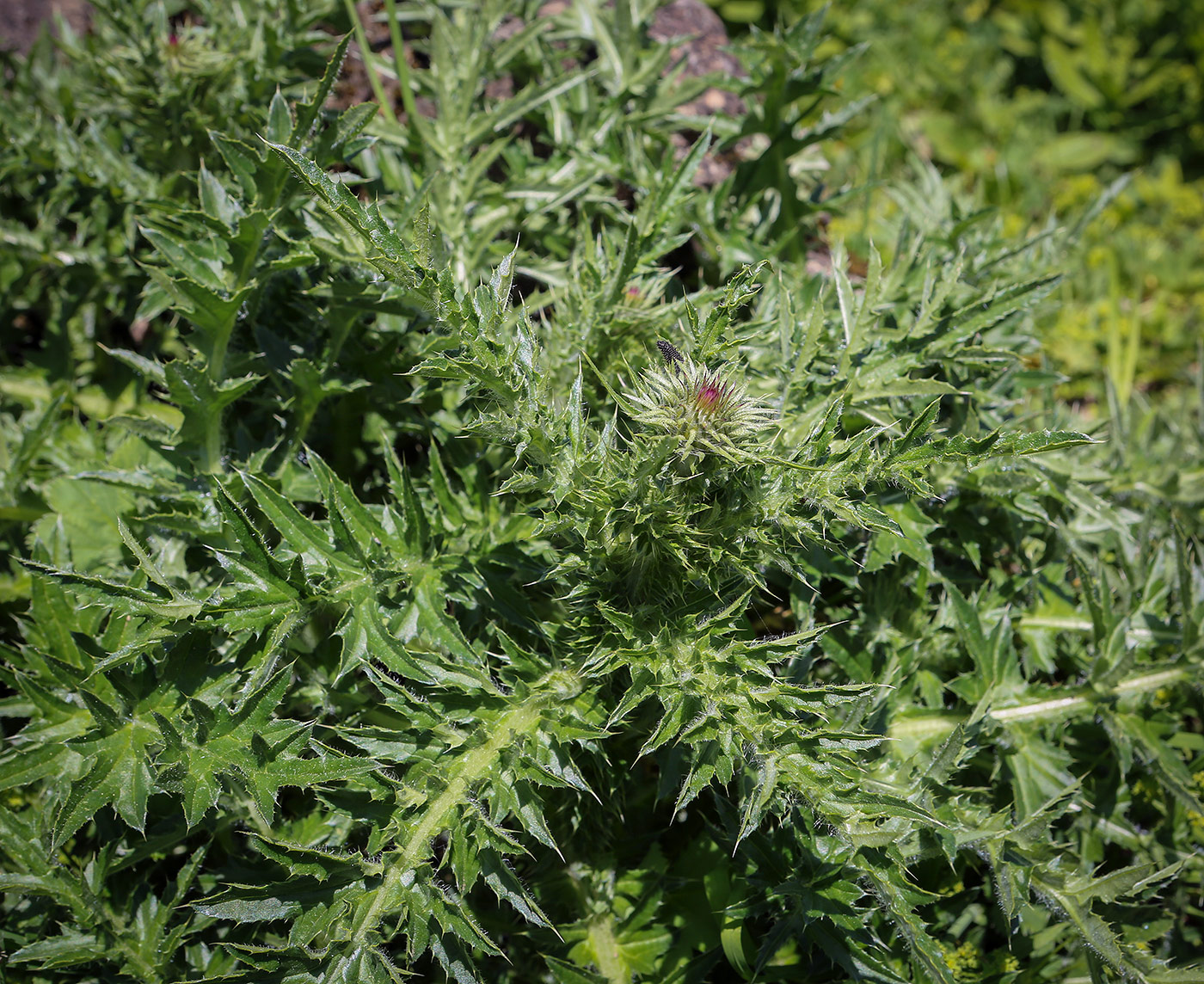 Image of Cirsium pugnax specimen.