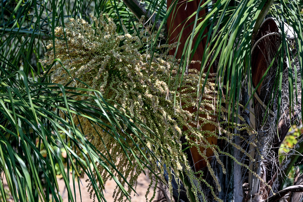 Image of Syagrus romanzoffiana specimen.