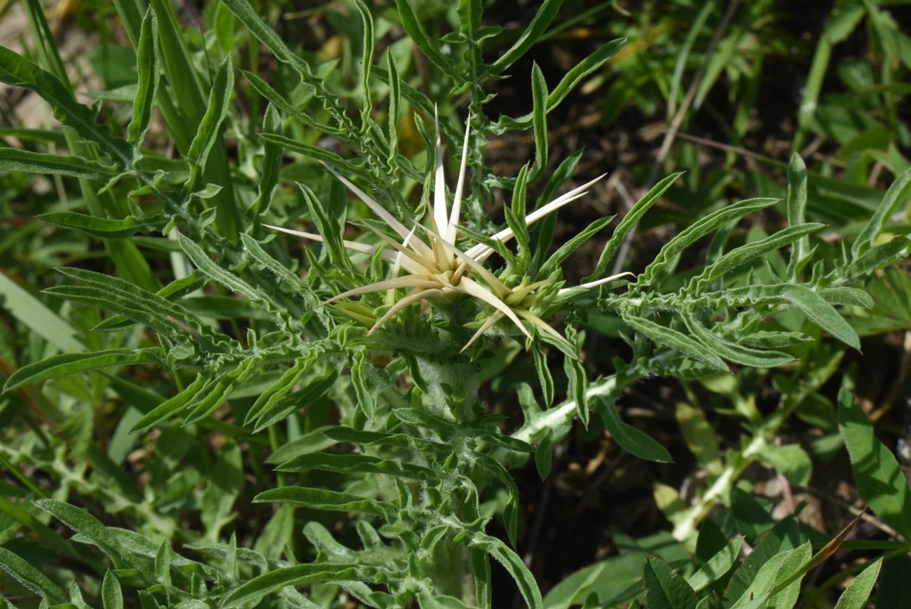 Image of Centaurea iberica specimen.