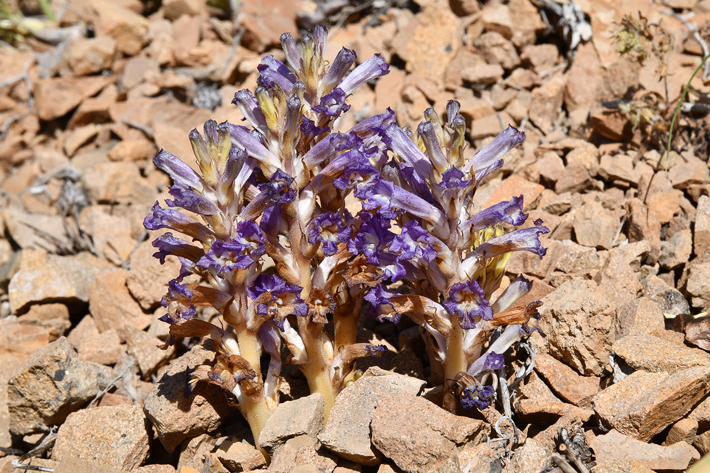 Image of Orobanche amoena specimen.