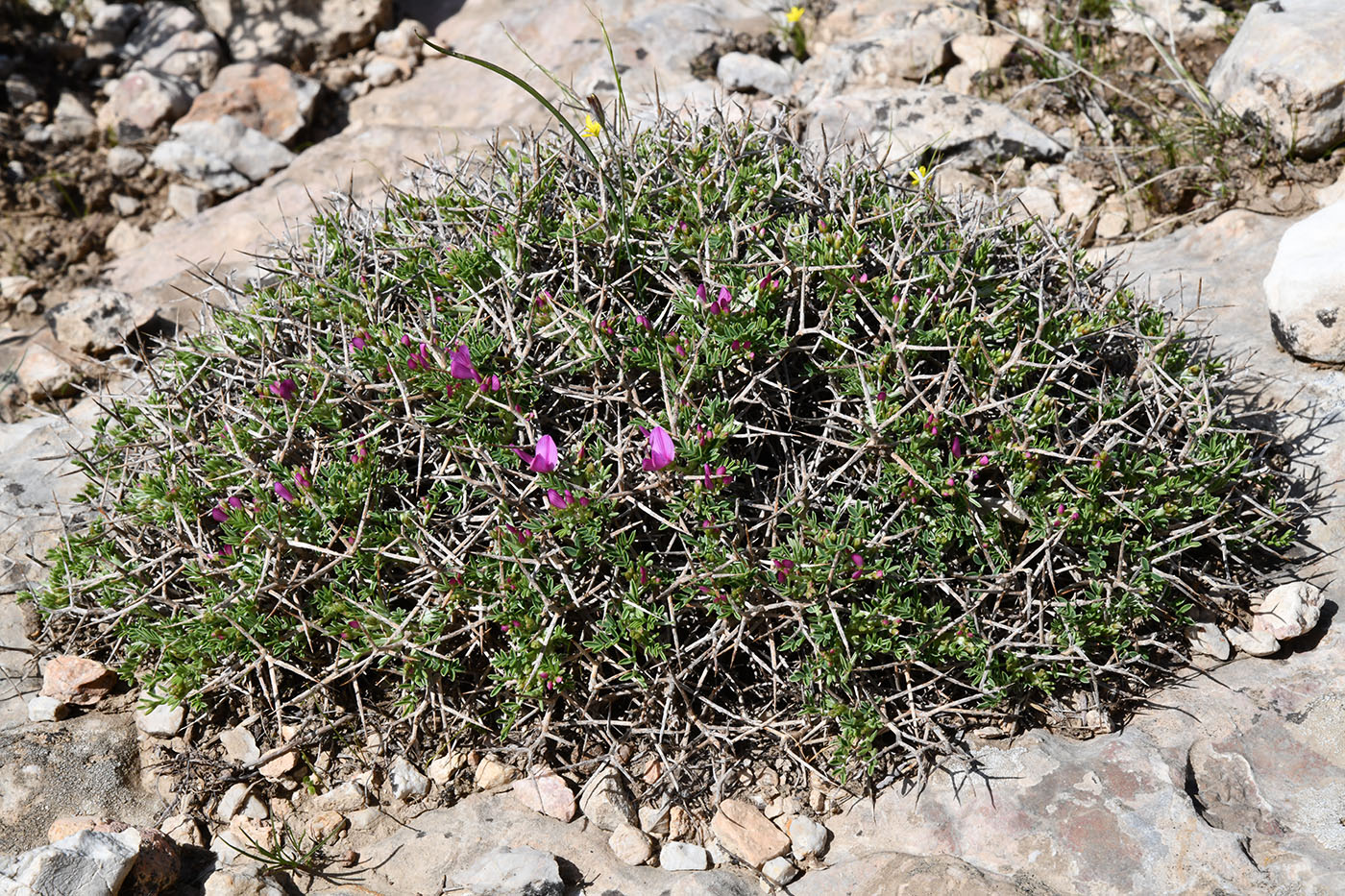 Image of Onobrychis echidna specimen.