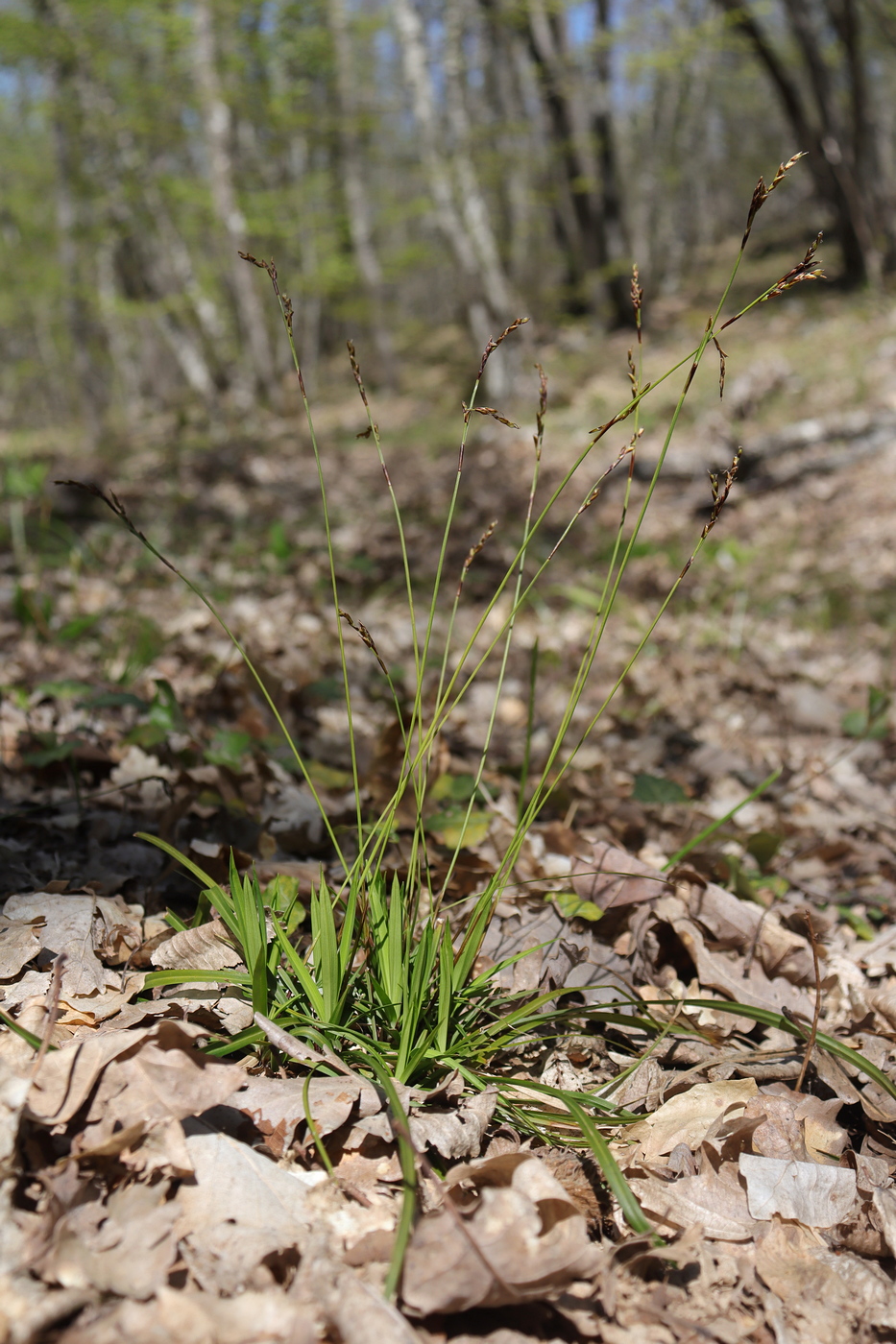 Изображение особи Carex digitata.