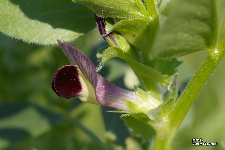 Изображение особи Vicia narbonensis.