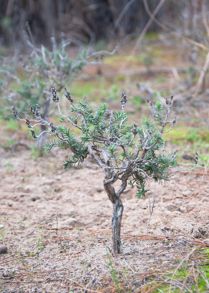 Image of Thymbra spicata specimen.