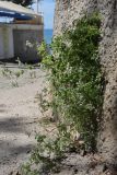 Fumaria capreolata. Цветущее растение. Крым, Южный берег, пос. Мисхор, парк, на стене. 29.05.2026.