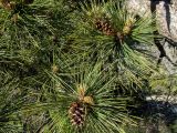 Pinus pallasiana