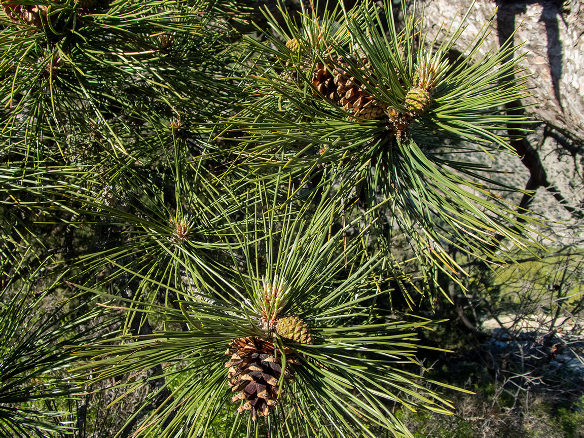 Image of Pinus pallasiana specimen.