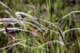 Stipa kirghisorum