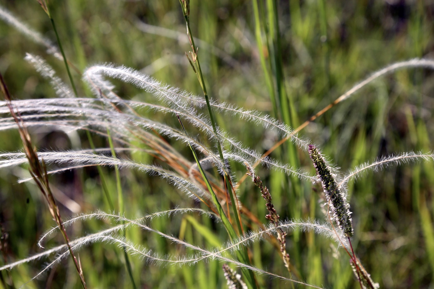 Image of Stipa kirghisorum specimen.