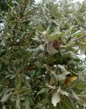 Quercus ithaburensis. Ветви плодоносящего дерева. Турция, ил Мугла, г. Бодрум, р-н Битез, территория кемпинга. 10.09.2024.