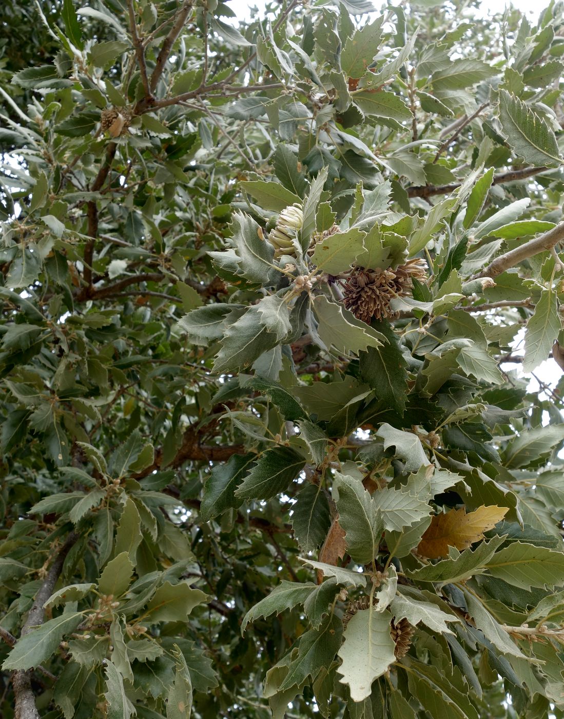 Image of Quercus ithaburensis specimen.