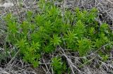 Galium mollugo. Вегетирующие растения. Волгоградская обл., Иловлинский р-н, природный парк \"Донской\", балка. 10.04.2016.