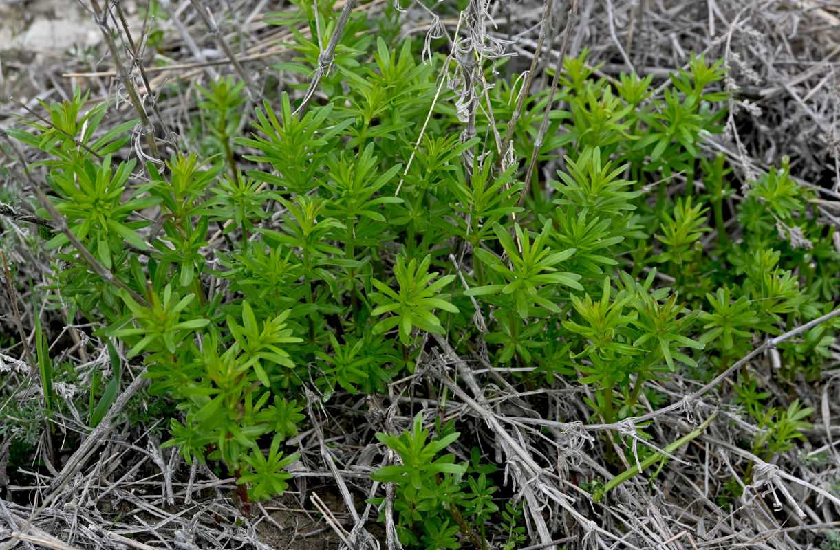 Изображение особи Galium mollugo.