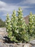 Dracocephalum heterophyllum