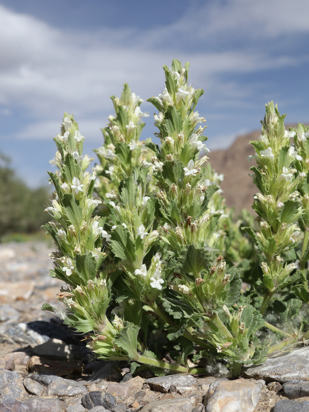 Image of Dracocephalum heterophyllum specimen.