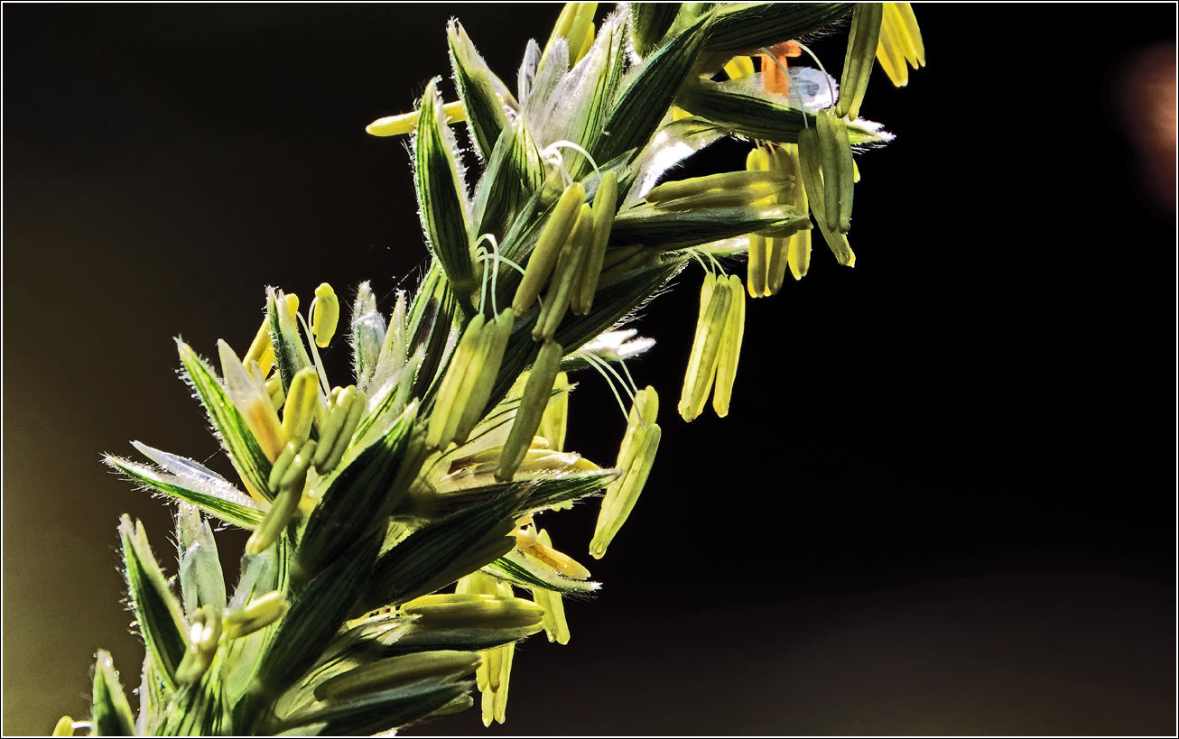 Image of Zea mays specimen.