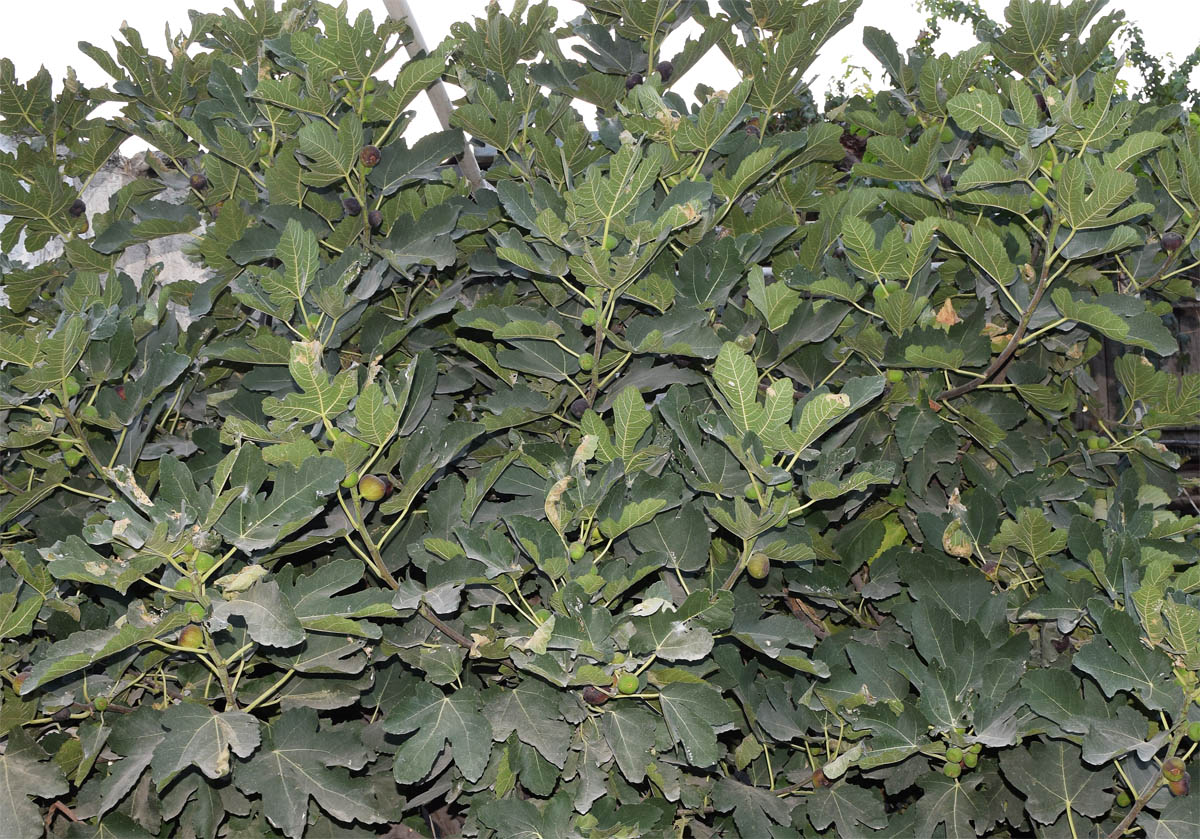 Image of Ficus carica specimen.