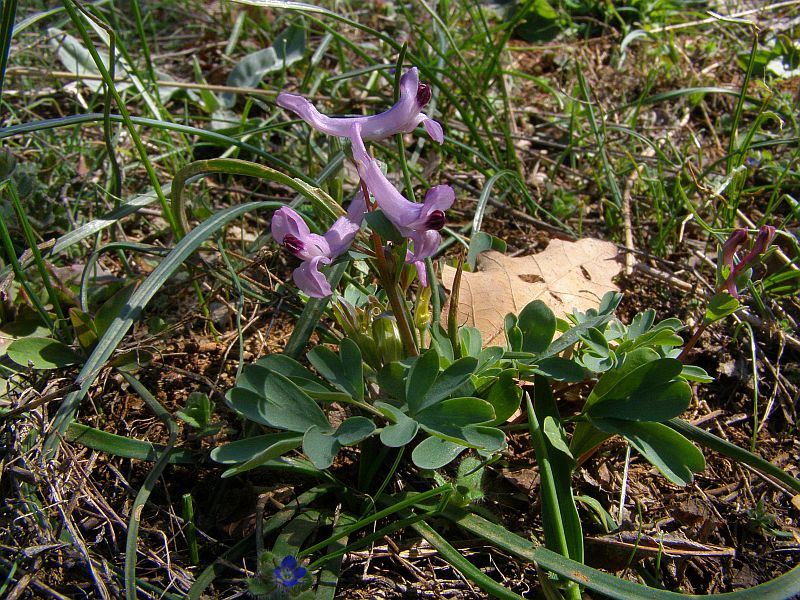 Image of Corydalis paczoskii specimen.