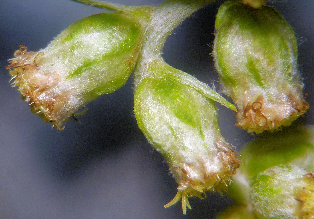 Изображение особи Artemisia stolonifera.