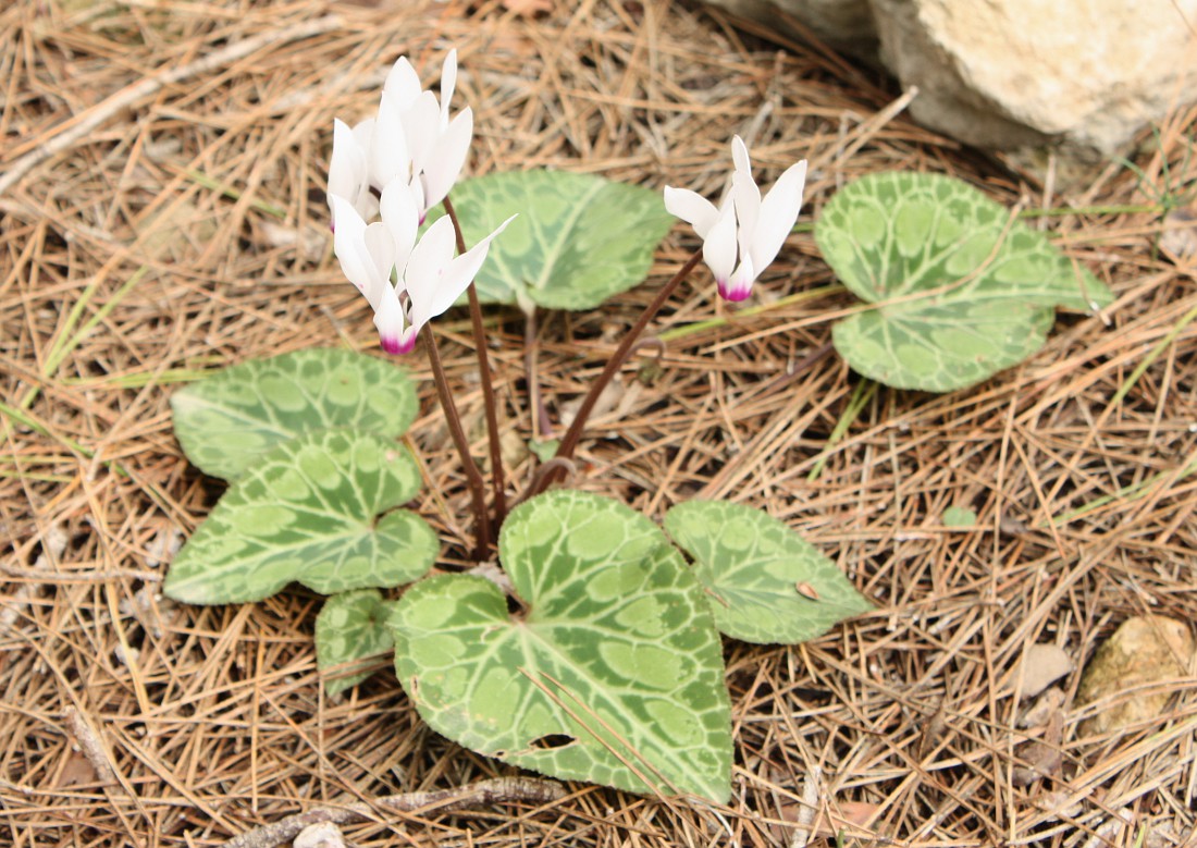 Image of Cyclamen persicum specimen.