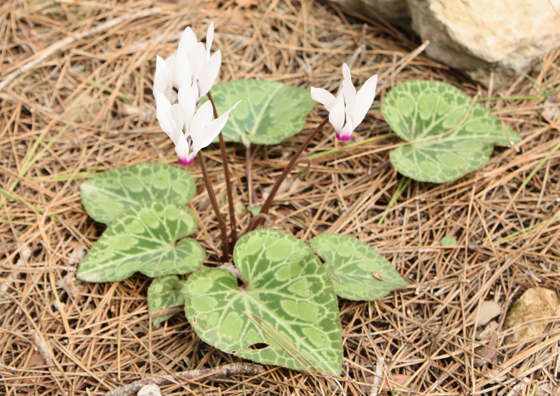 Изображение особи Cyclamen persicum.