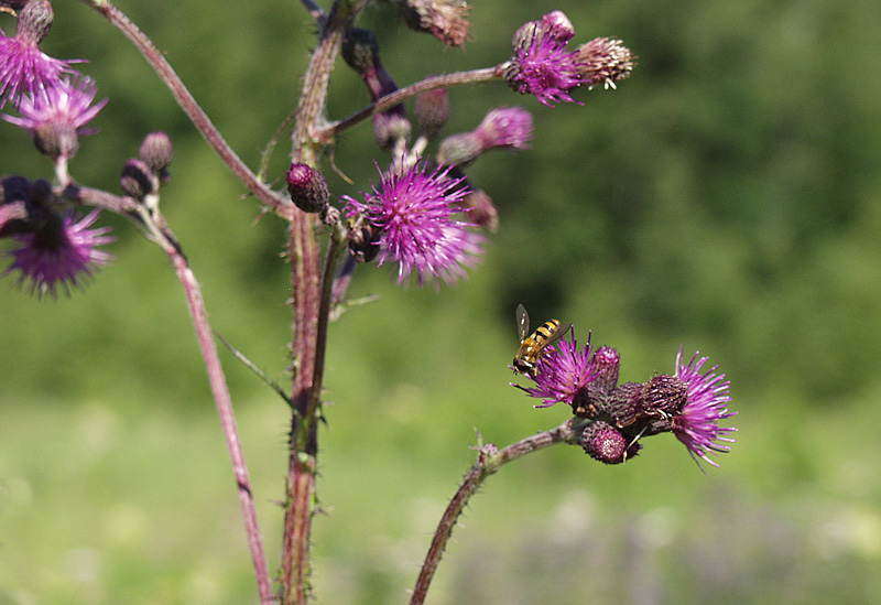 Изображение особи Cirsium palustre.